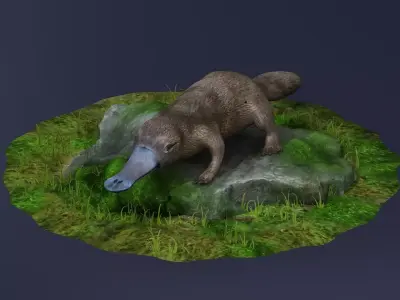 animal model Platypus Duck Otter Amphibian mammal 3D model