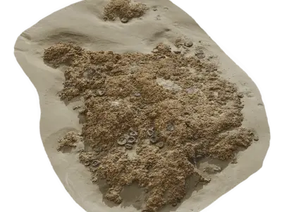  Medium Barnacle Covered Beach Rock Model 