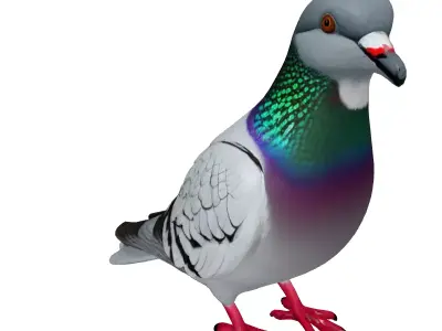Realistic Pigeon 3D Model Low-poly 3D model