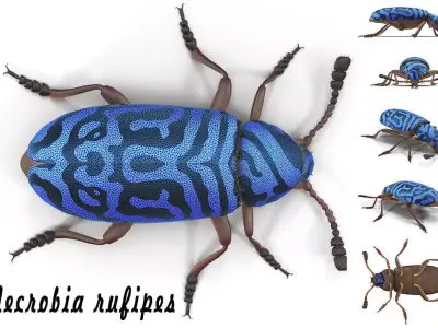 Necrobia rufipes 3D model