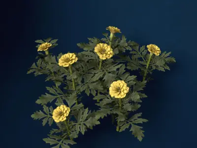 XfrogPlants Marigold 3D model