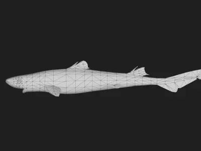 Cookiecuttershark Low-poly 3D model