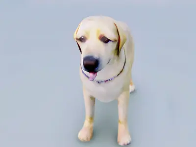 English Cream Labrador Retriever 3d hyper realistic 3D model
