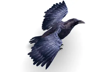 Low Poly Black Raven Wild Bird Crow Low-poly 3D model