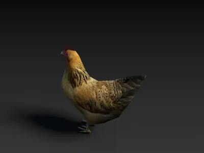 Low Poly Hen rooster Low-poly 3D model