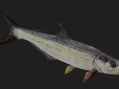Tarpon Low-poly 3D model