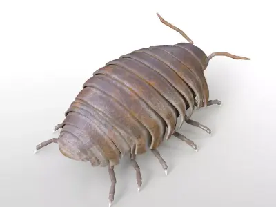 Pill bug insect Low-poly 3D model