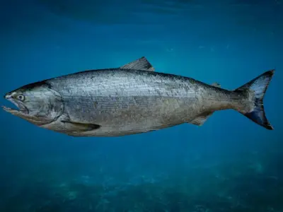 Salmon Fish Lowpoly 3D Gaming model Low-poly 3D model