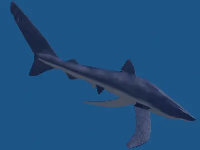 Blue Shark 3D model