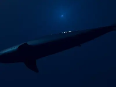 Mako Shark - Low Poly-Rigged 3D model Low-poly 3D model