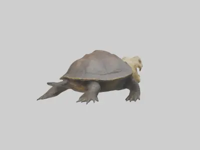 Snapping Turtle biting model 3D model