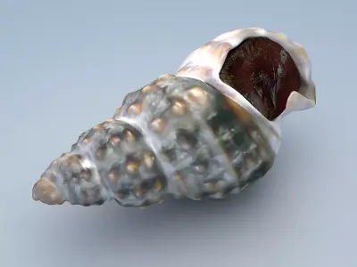 Sea Snail Nassariidae Low-poly 3D model