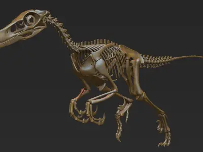 Velociraptor skeleton 3D model