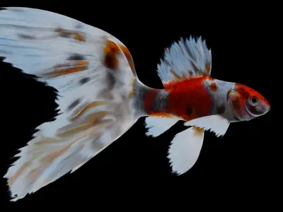 Sarasa Comet goldfish Low-poly 3D model