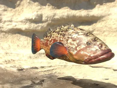 Grouper photorealistic sea fish 3d model Rigged Animated Low-poly 3D model