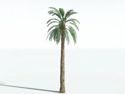 EVERYPlant Date Palm 3 --16 Models-- 3D model