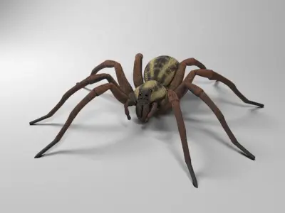 Wolf Spider Low-poly 3D model