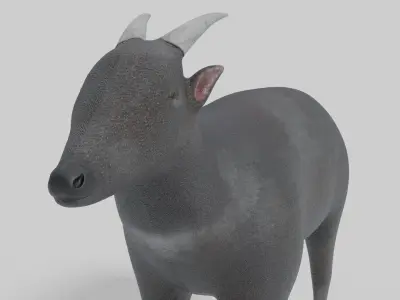 3D Anoa Model goat Low-poly 3D model