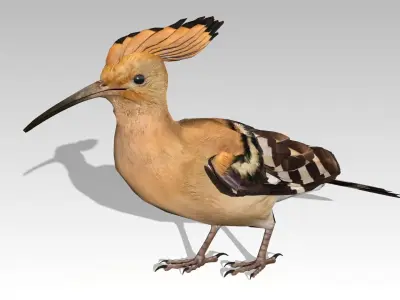 Hoopoe Low-poly 3D model