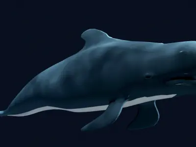 Pilot Whale 3D model