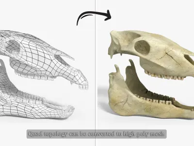 Horse skull Low-poly 3D model