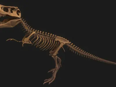T-rex Skeleton 3D model