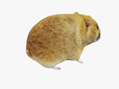 Hamster Free 3D model
