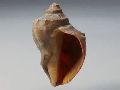 Shell conch Low-poly 3D model