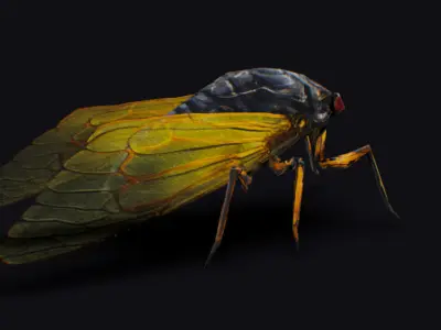 Cicada Insect Realistic Asian Bug Lowpoly Animated Low-poly 3D model