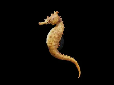Seahorse fish Low-poly 3D model