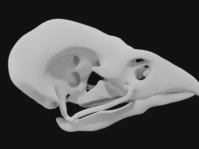 Sparrow skull 3D model