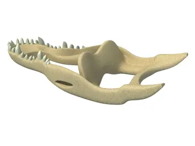 Crocodile jaw 3 3D model
