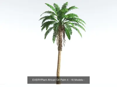 EVERYPlant African Oil Palm Bundle --64 Models-- 3D Model Collection