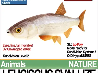 Leuciscus Svallize 3D model