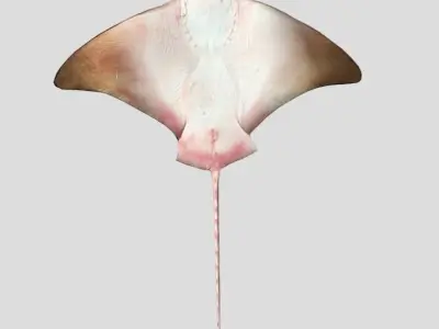 Eagle Ray Realistic Animated Low-poly 3D model