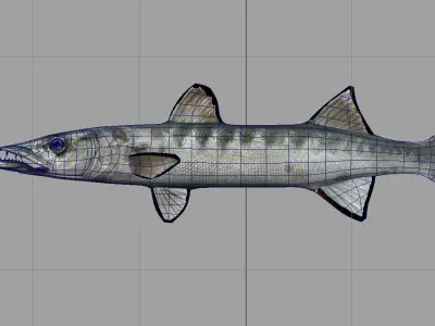 barracuda fish 3d model 3D model