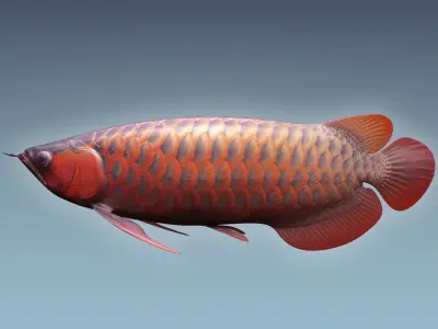 Arowana carp 3D model