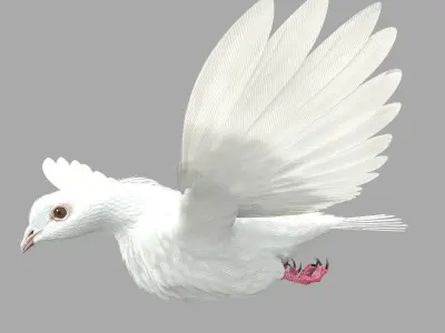 Dove - rigged - animated 3D model