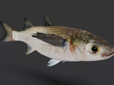 Realistic Mullet Fish Animated 3D model