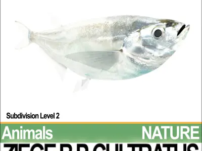 Ziege B zebrafish bp cultivatus 3D model