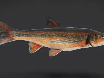 big-scaled redfin - tribolodon hakonensis fish Animated 3D model