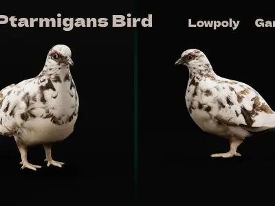 Rock Ptarmigans Bird  Low-poly 3D model