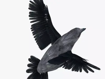 Raven bird rigged 3d model Low-poly 3D model