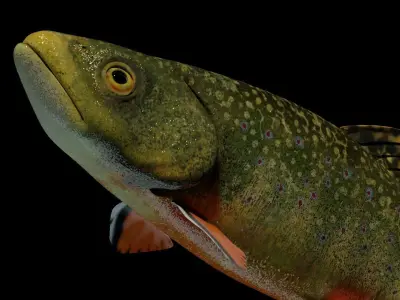 Animated Brook Trout Low-poly 3D model
