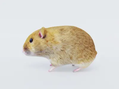 Hamster Free 3D model