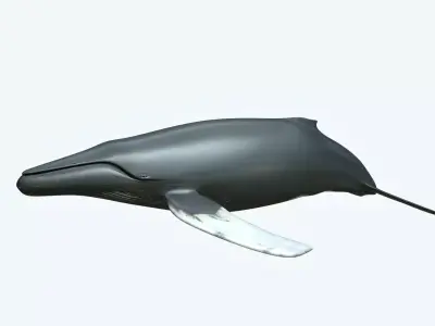 Whale Humback 3D model