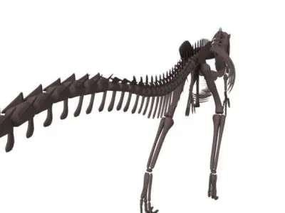 Allosaurus Skeleton 3D model