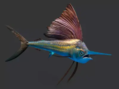 Realistic Sailfish Animated 3D model