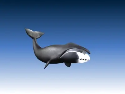 Bow Head Wahle Low-poly 3D model