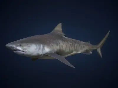 Tiger Shark - GameReady Low-poly 3D model